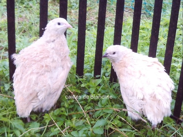 oeuf caille "BIO" coloris jaune