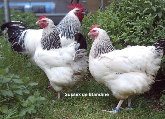 œuf "BIO" Sussex pure race