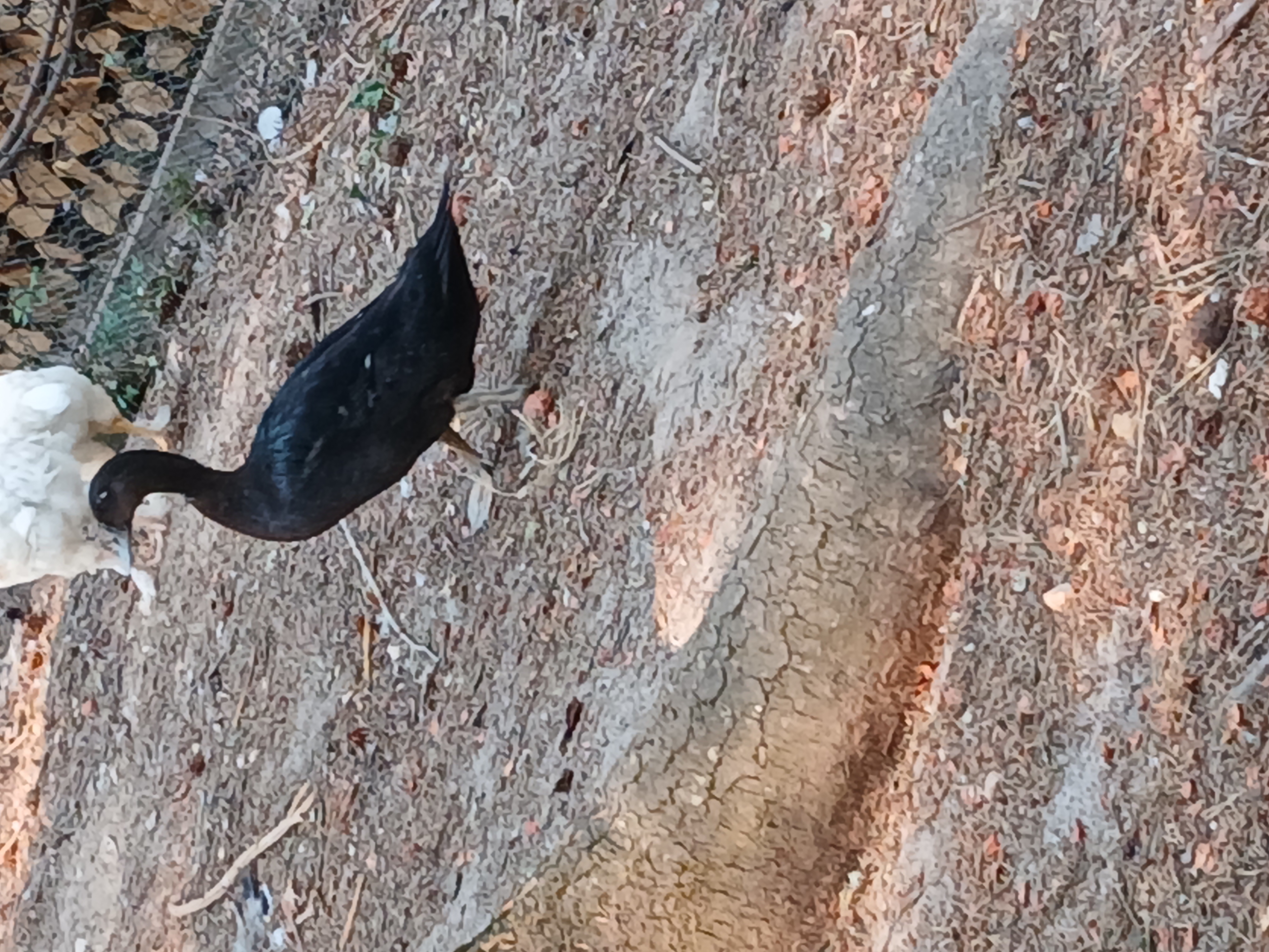 Canard