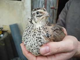 Cailles autosexable grosse souche isabelle et sauvage