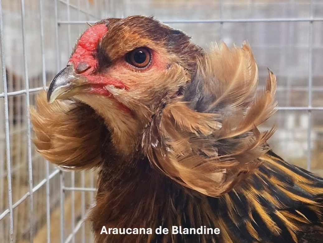 oeuf "BIO" Araucana pure race