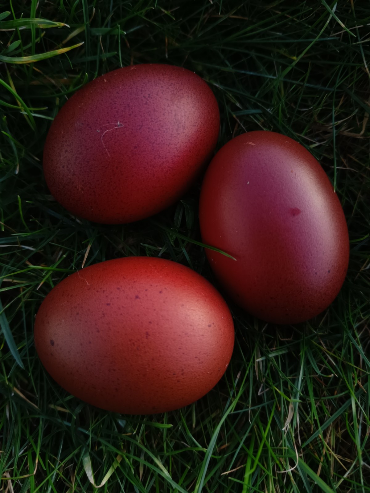 12 oeufs fécondés de Marans NCC