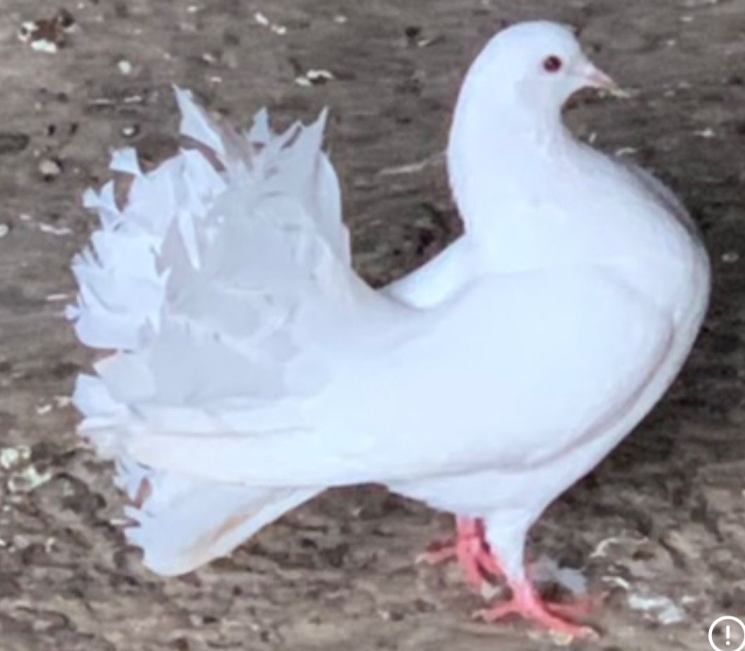 Pigeons pure race