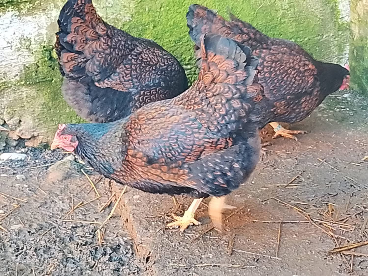 Barnevelder dorée