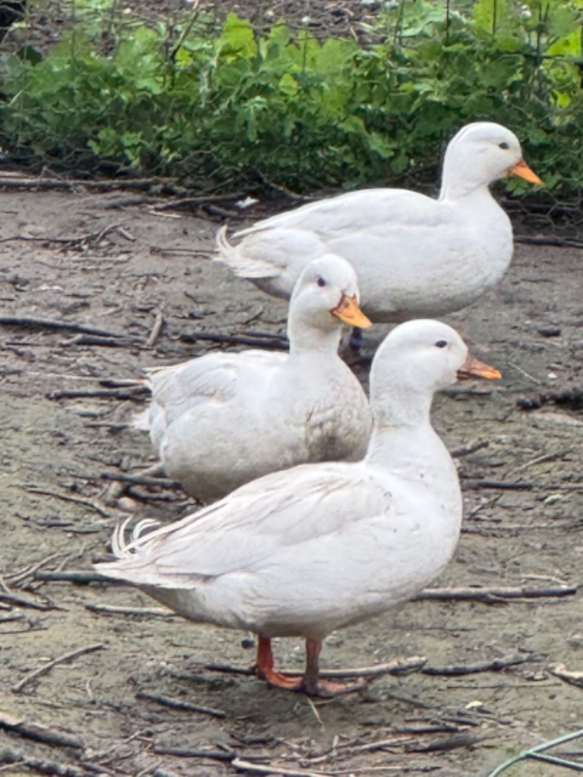 Canard mignon
