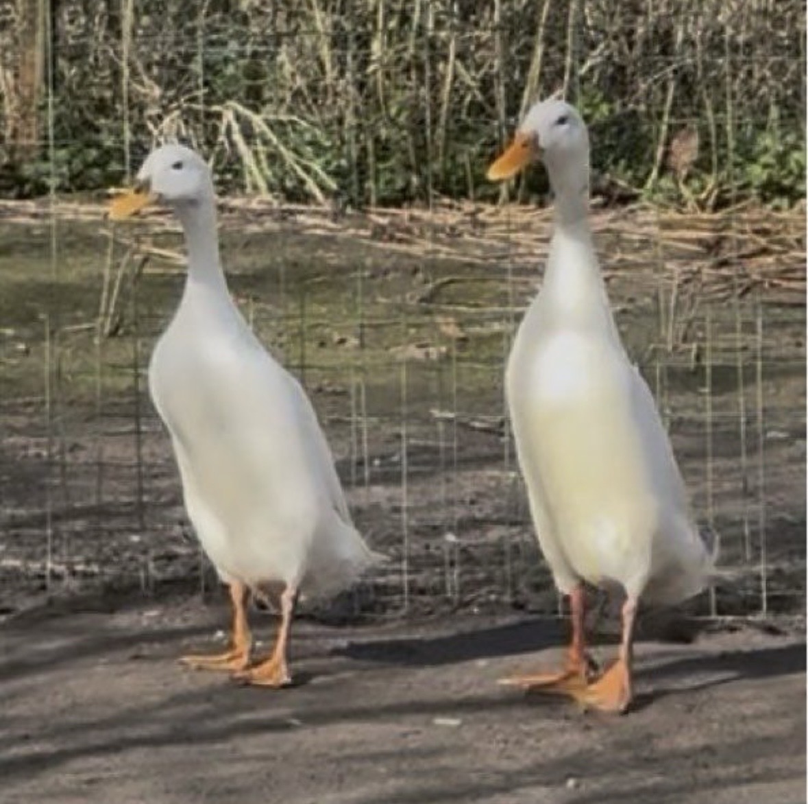 Œufs fécondés coureur indien