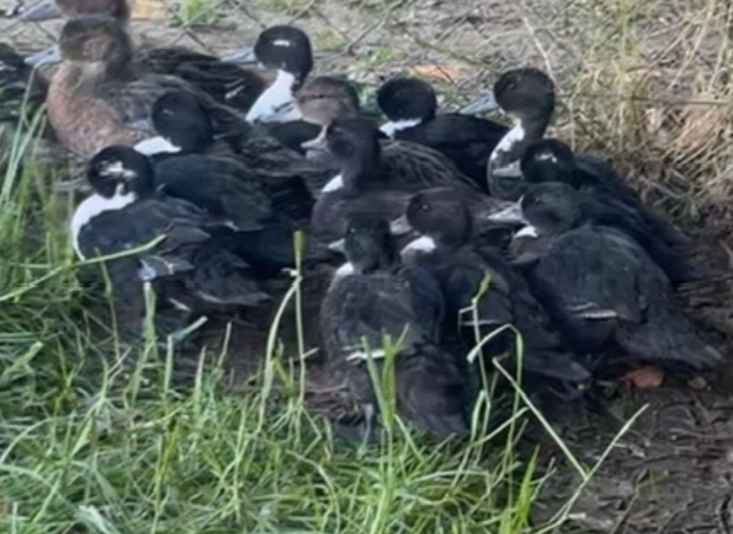 Canards sauvagines et ornement