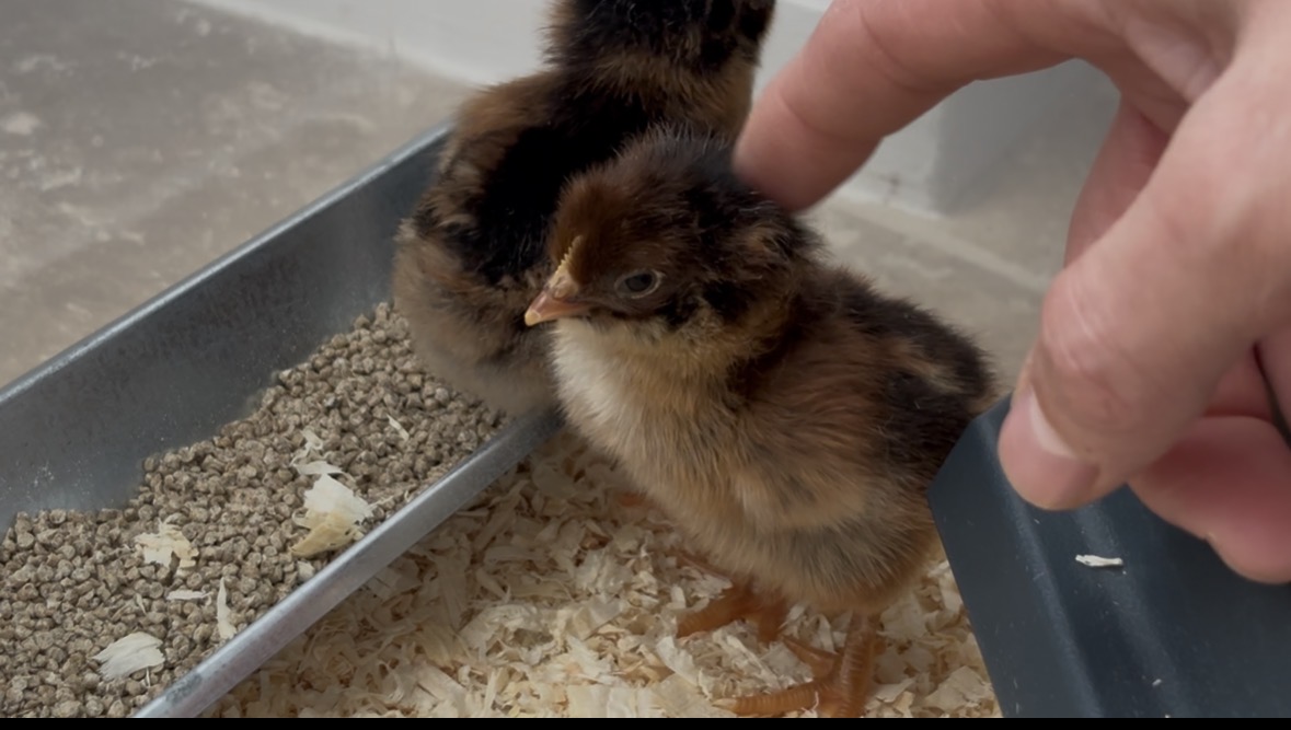 Poussins Barnevelder dorées