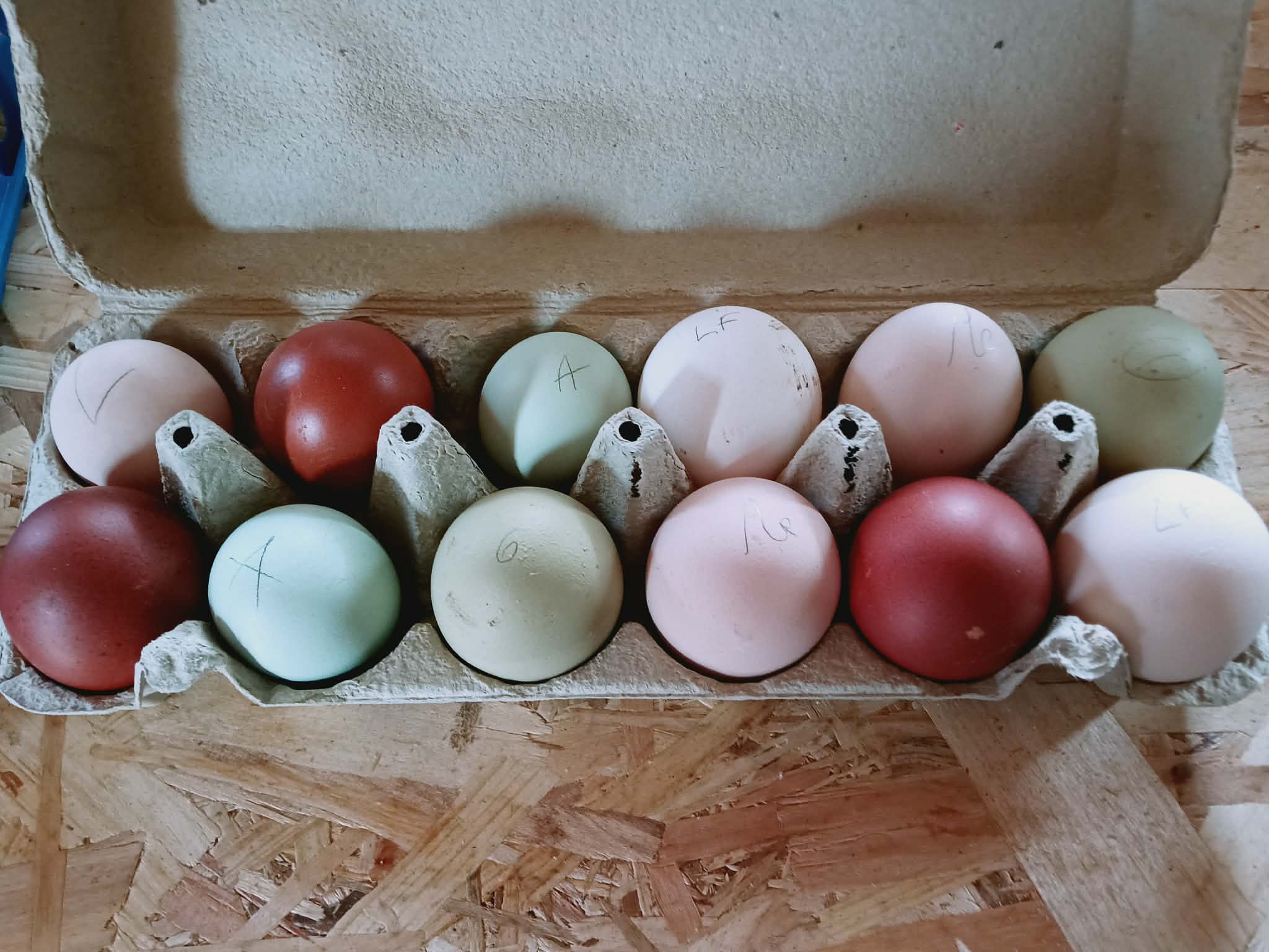 🥚  Le "Grand Mix" de Tata Cocotte : Qualité Pure Race, Prix Mini !