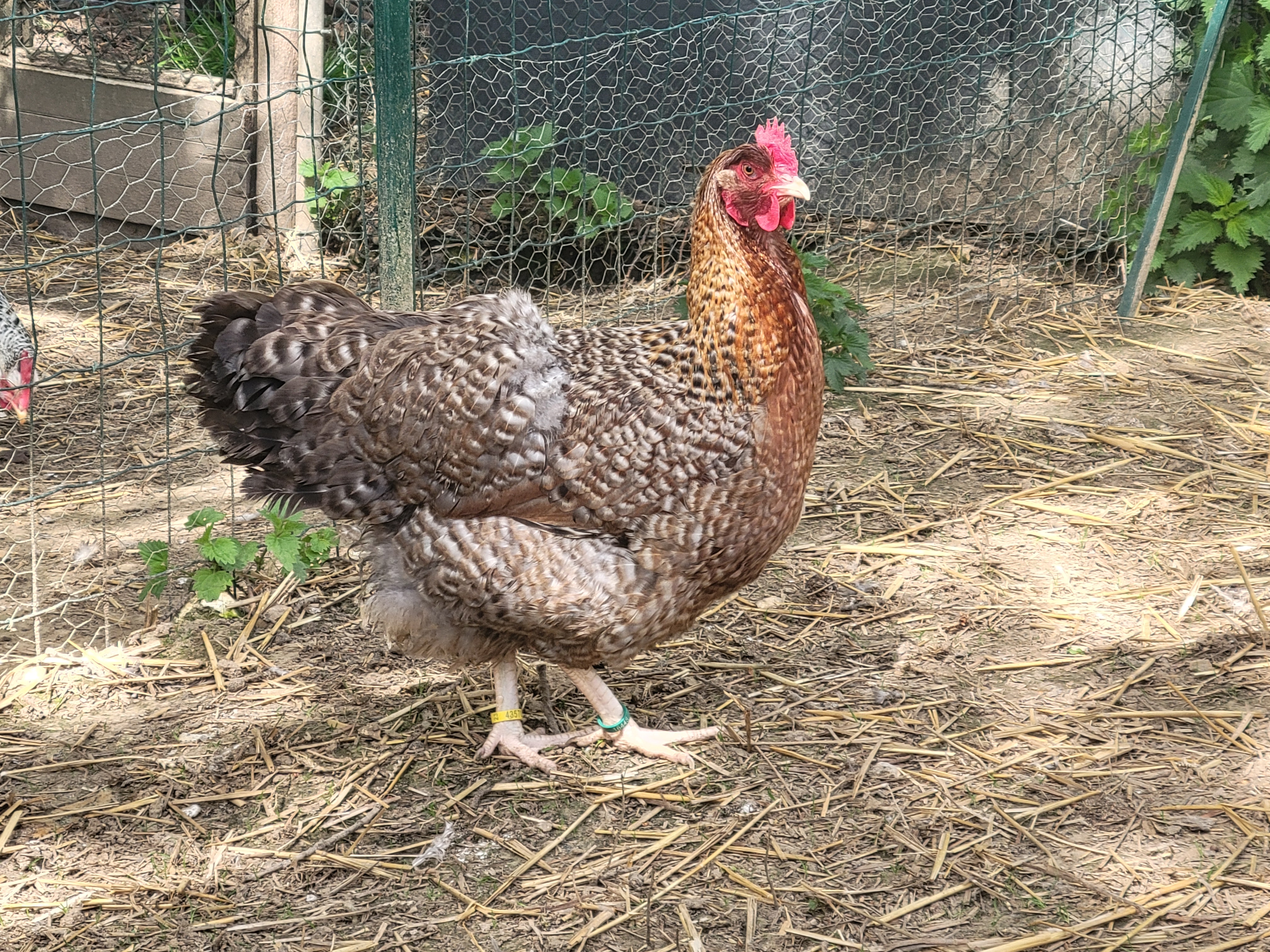 Poules de Bielefeld
