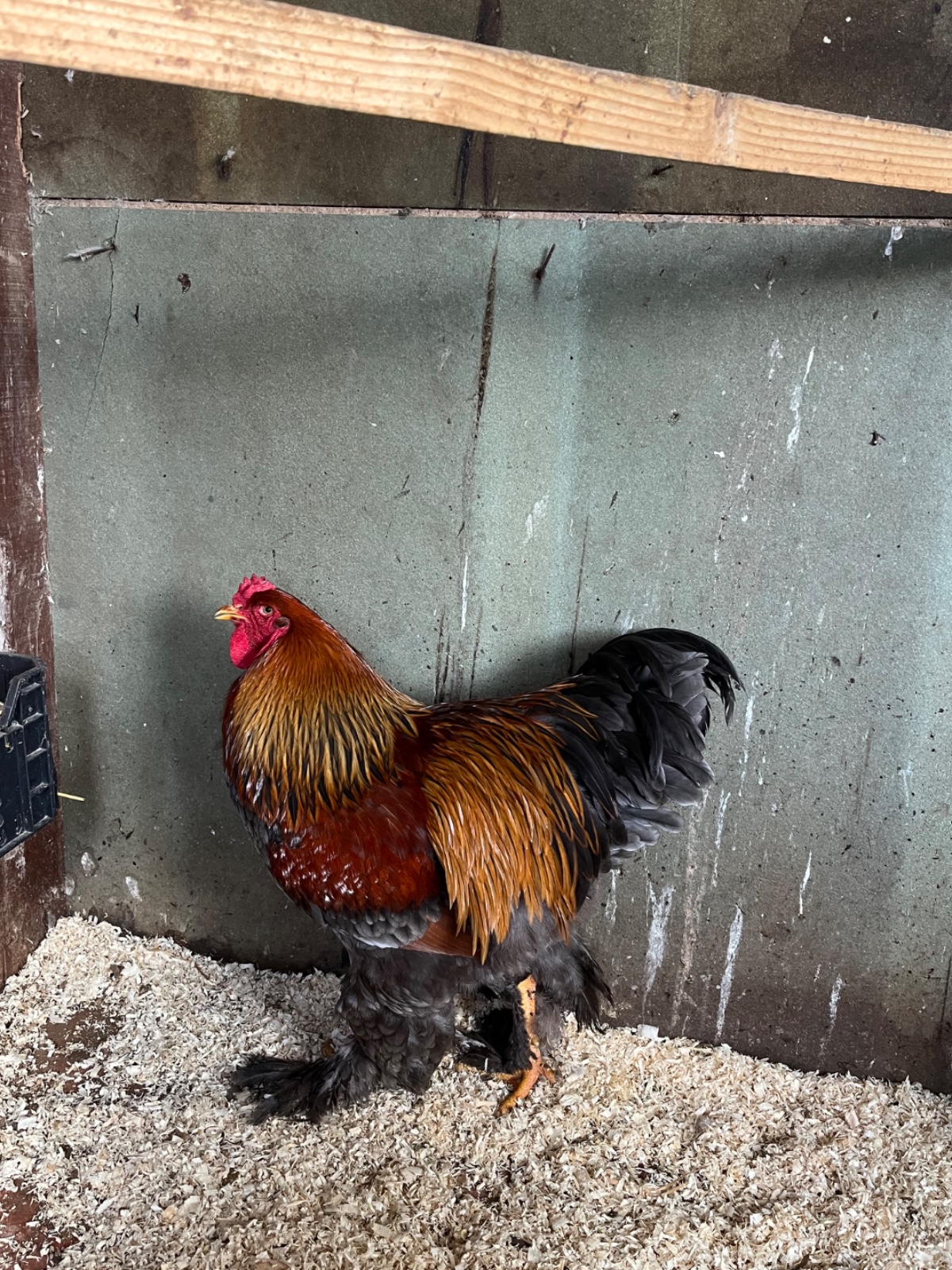 Coq brahma perdrix doré bleu